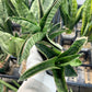 Sansevieria Nagato (#RA34) | Imported House Plants | Snake plant | 2" Planter