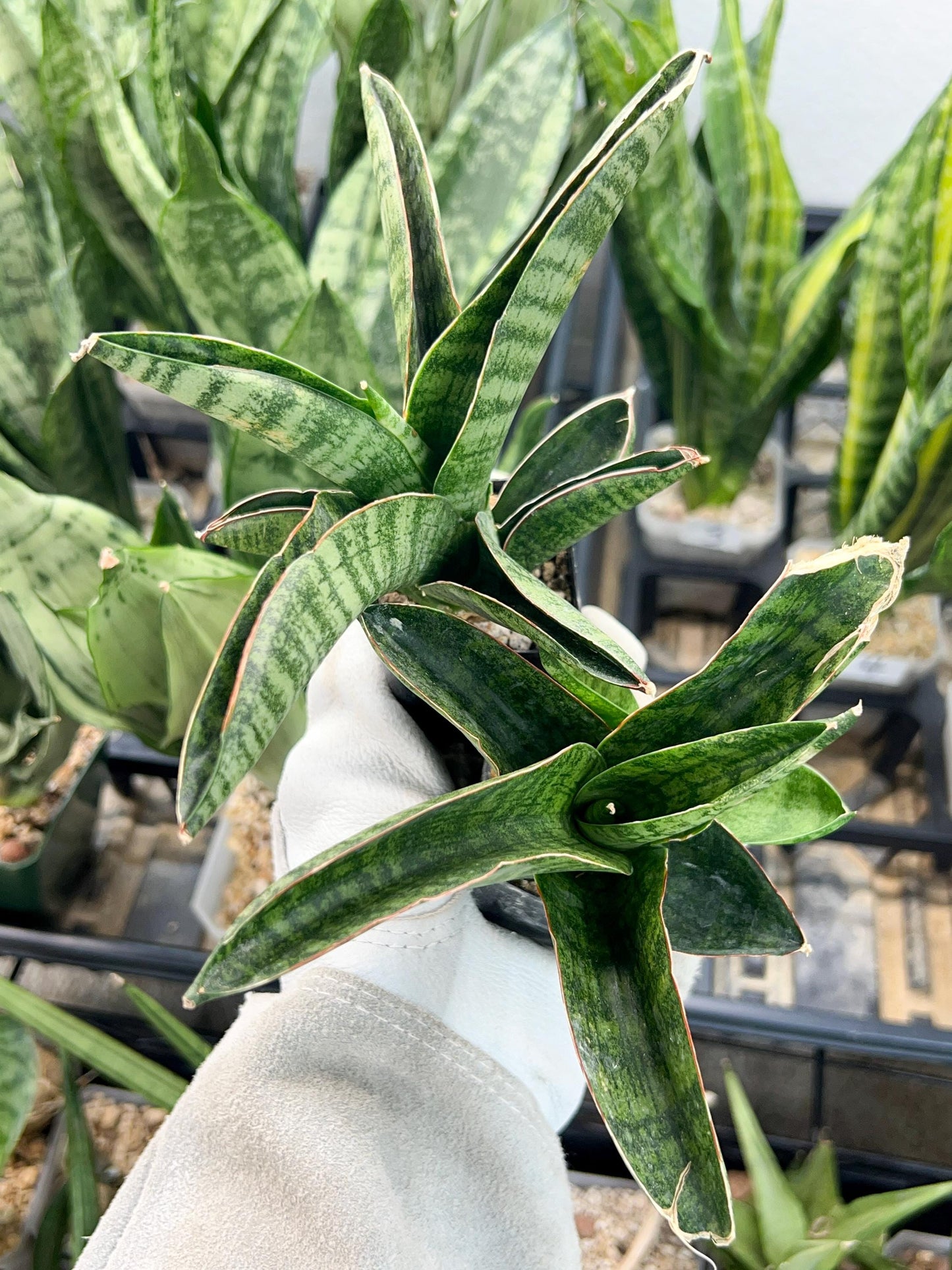 Sansevieria Nagato (#RA34) | Imported House Plants | Snake plant | 2" Planter