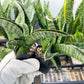 Sansevieria Nagato (#RA34) | Imported Snake Plant | 2" Pot
