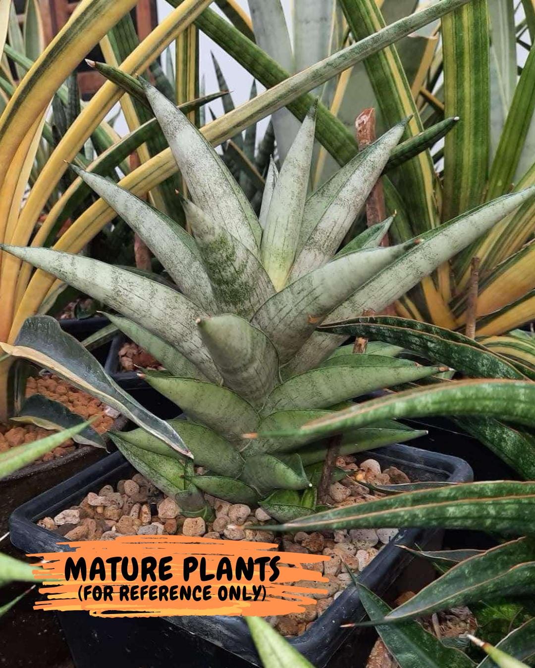 Sansevieria Soda (#A3) | Imported Plants