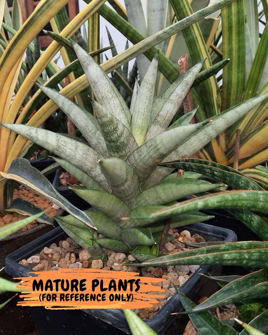 Sansevieria Soda (#A3) | Imported Plants | Rare Hybrid Species