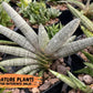 Sansevieria Silver Pink (#AC18) | New Imported Hybrids | 2" Pot