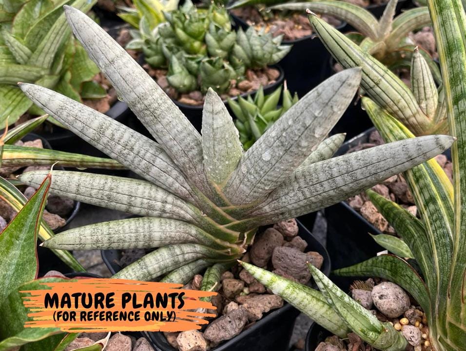 Sansevieria Silver Pink (#AC18) | New Imported Hybrids | 2" Pot