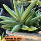 Sansevieria Virdi lisciu (#RA29) | New type of Imported Hybrids | 2" Pot