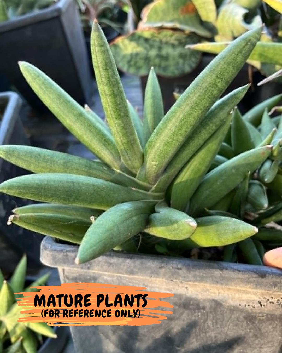 Sansevieria Virdi lisciu (#RA29) | New type of Imported Hybrids | 2" Pot