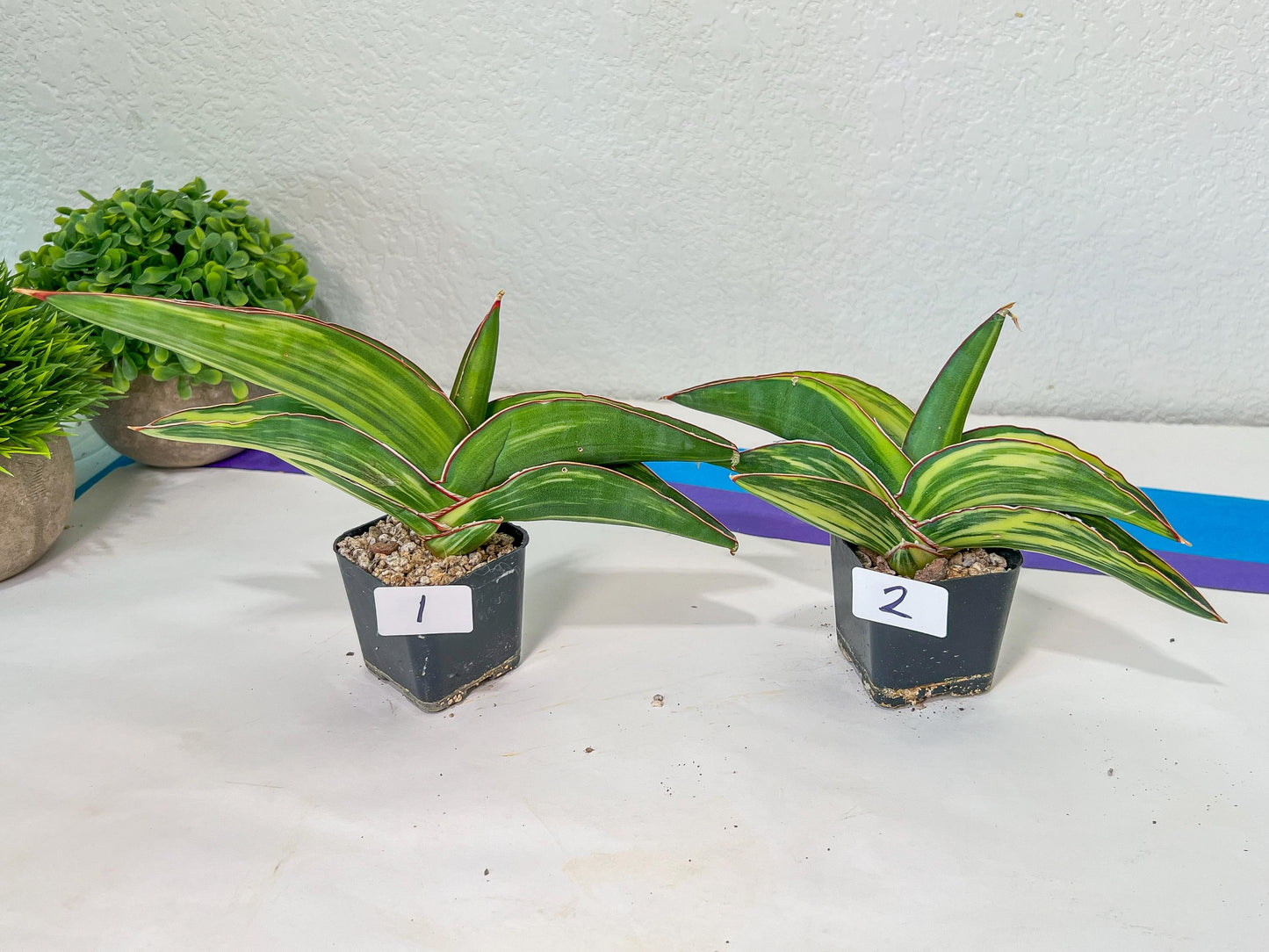 Sansevieria Robusta Variegated | Choose Your Own Rare Plants