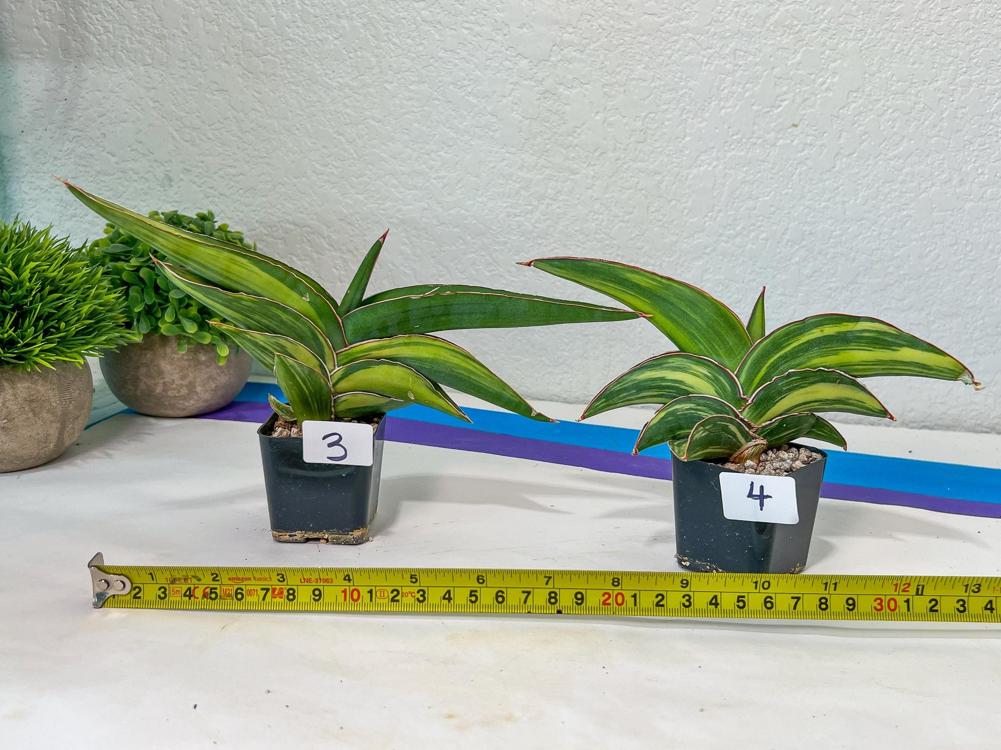 Sansevieria Robusta Variegated | Choose Your Own Rare Plants