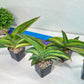 Sansevieria Robusta Variegated | Choose Your Own Rare Plants