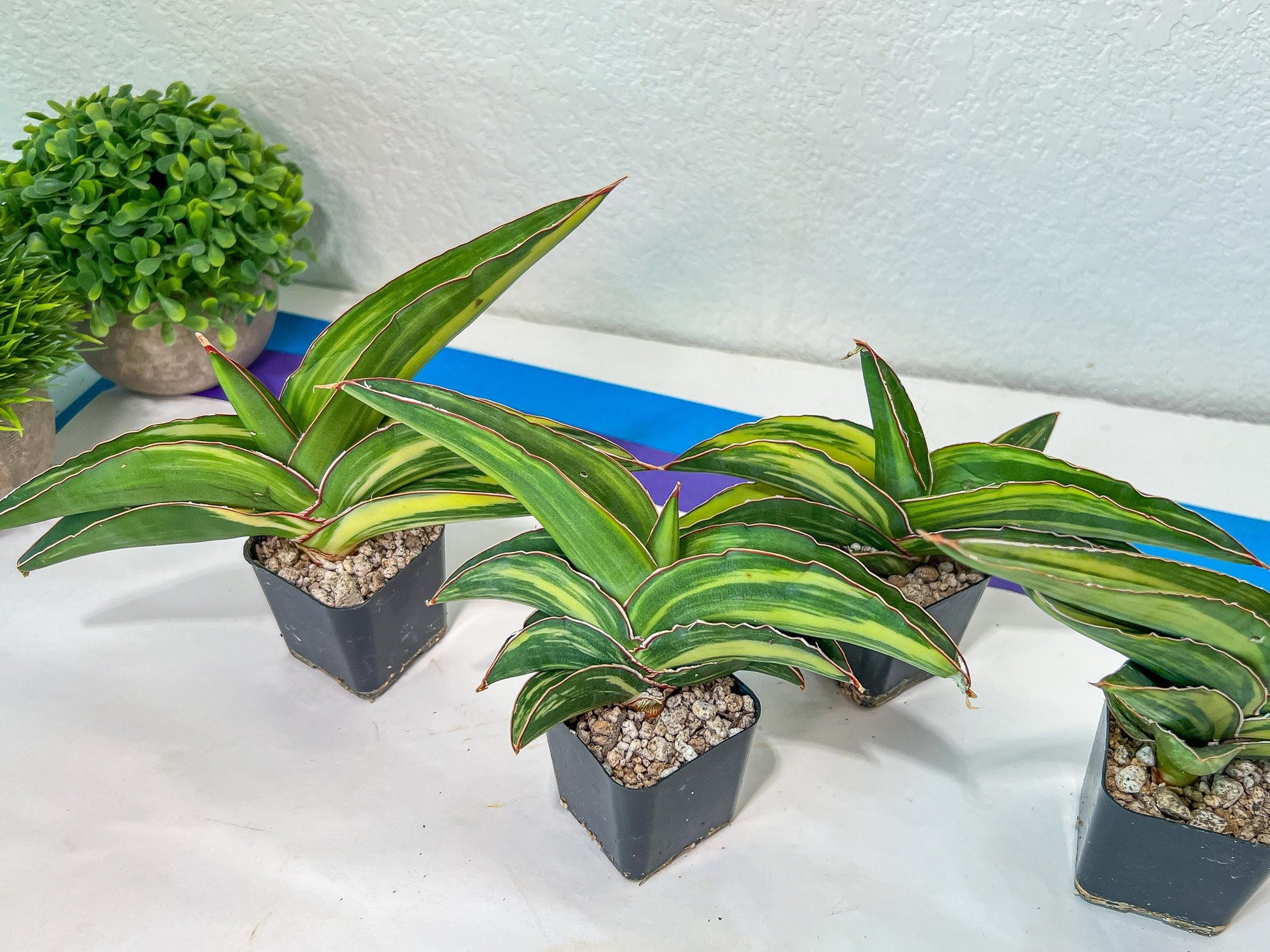 Sansevieria Robusta Variegated | Choose Your Own Rare Plants