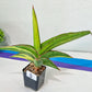 Sansevieria Robusta Variegated | Choose Your Own Rare Plants