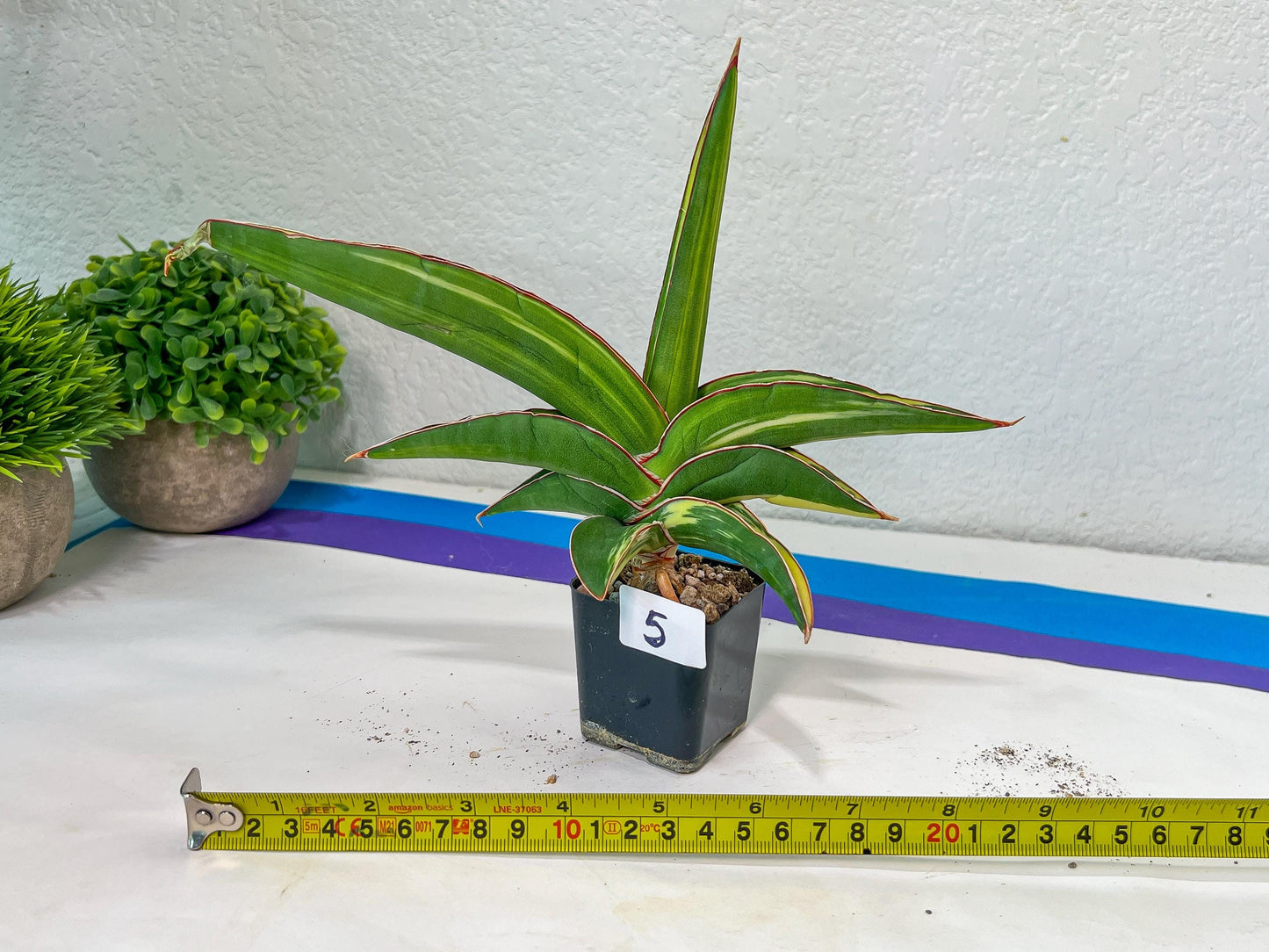 Sansevieria Robusta Variegated | Choose Your Own Rare Plants