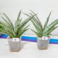 Sansevieria Crown up | Pick Your Own Imported Plant