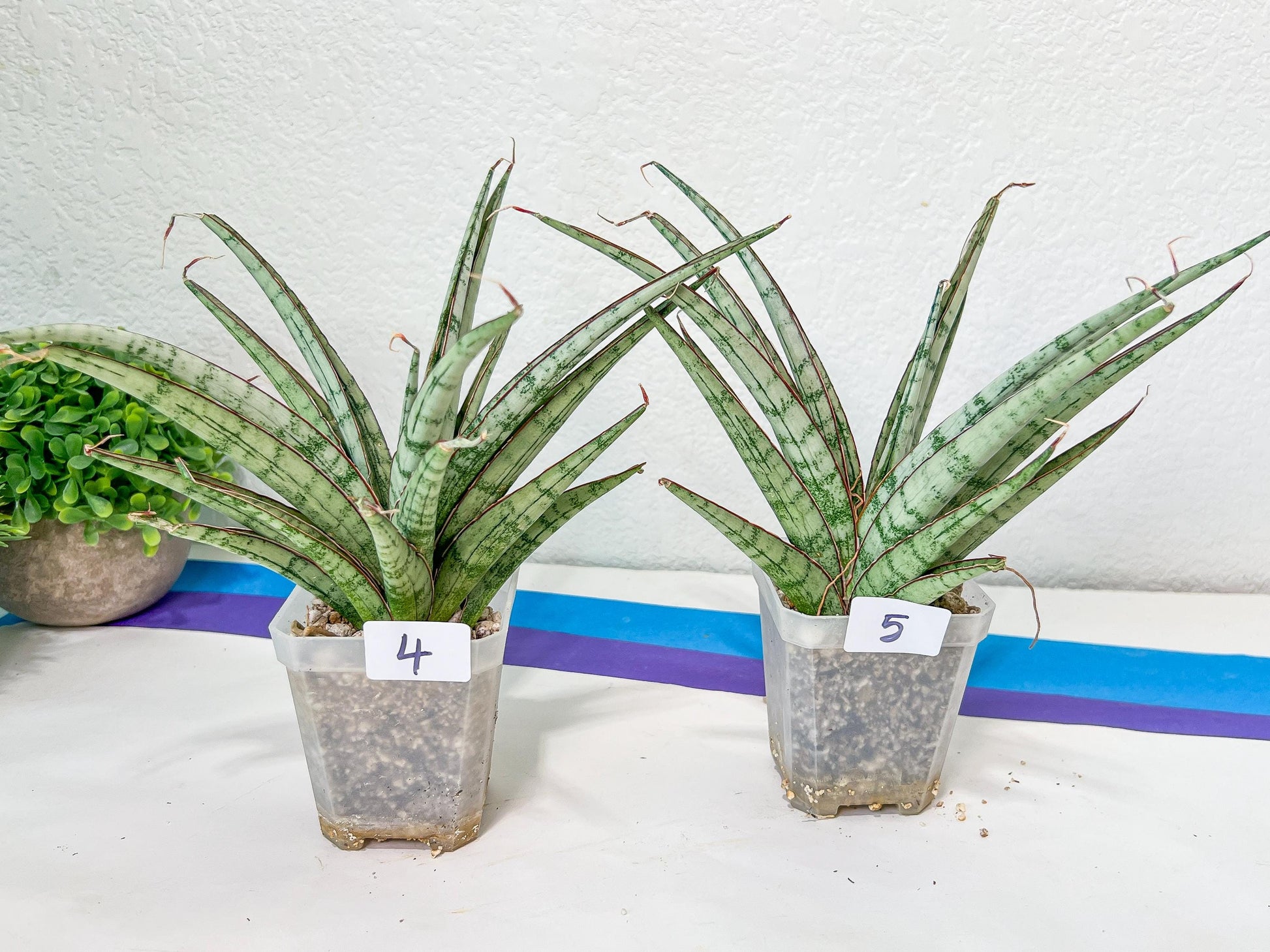 Sansevieria Crown up | Pick Your Own Imported Plant