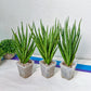 Sansevieria Blue Torch | Choose Your Own Imported Plants