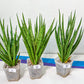 Sansevieria Blue Torch | Choose Your Own Imported Plants