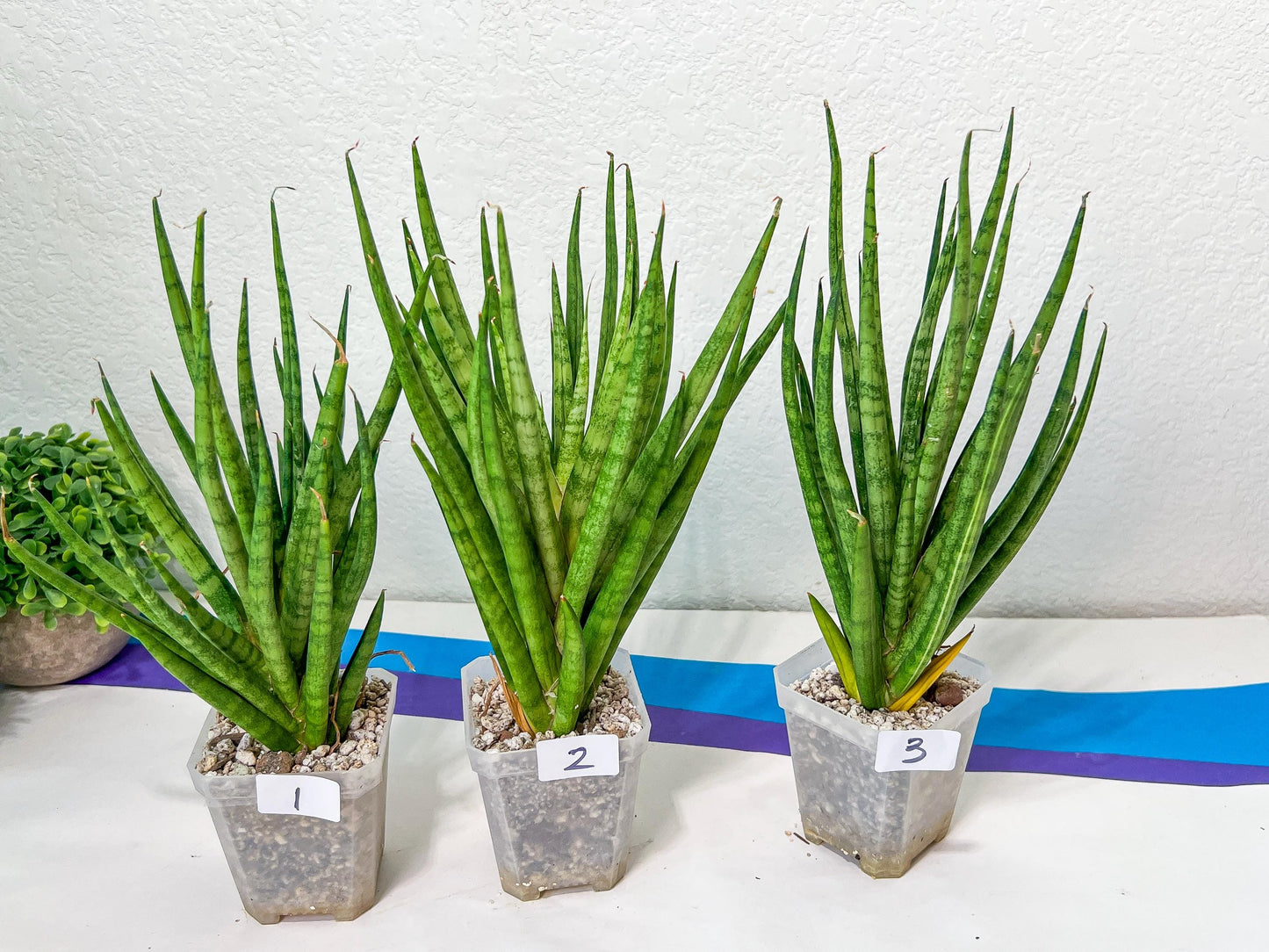 Sansevieria Blue Torch | Choose Your Own Imported Plants