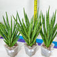 Sansevieria Blue Torch | Choose Your Own Imported Plants