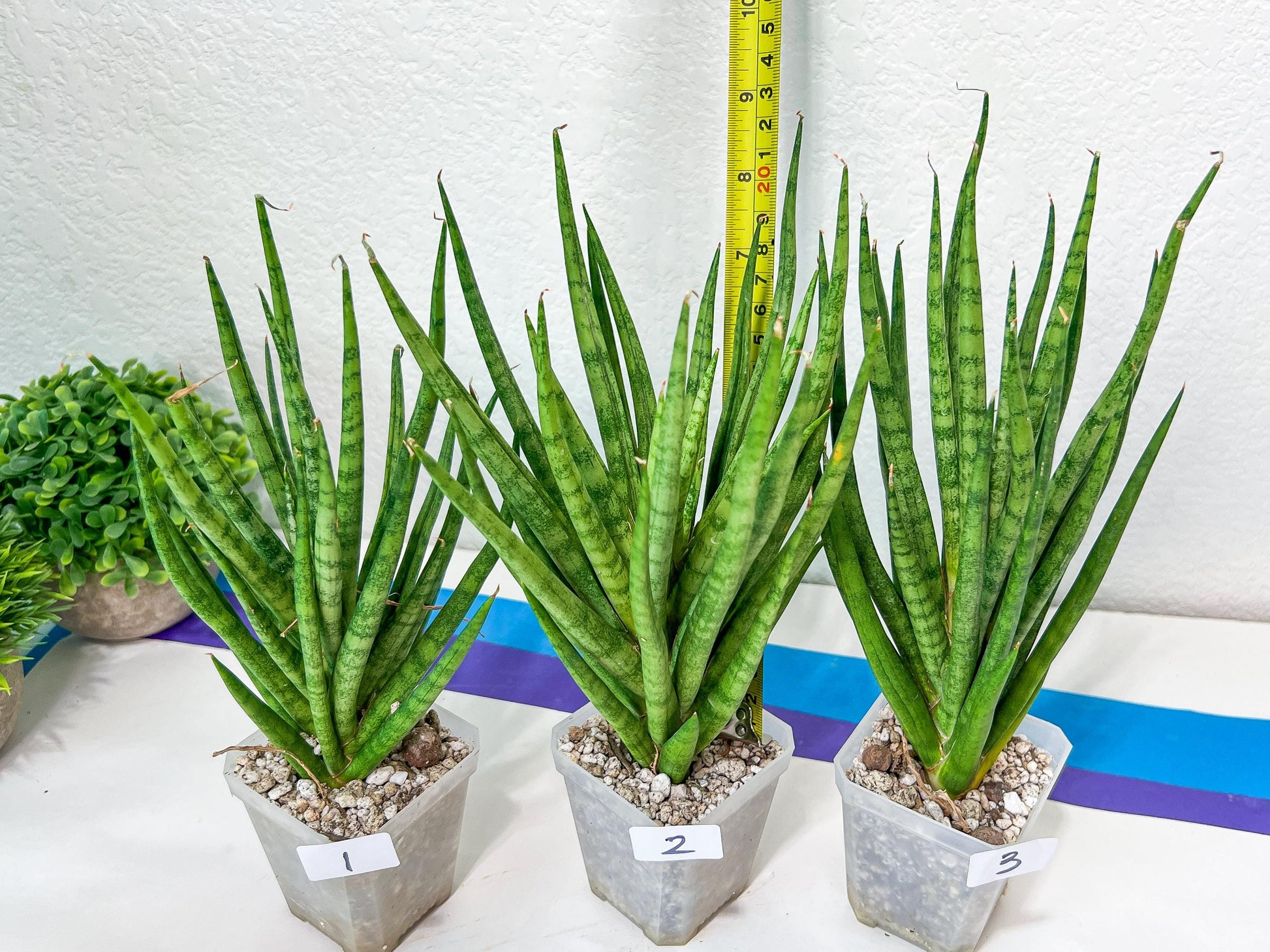 Sansevieria Blue Torch | Choose Your Own Imported Plants