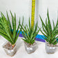 Sansevieria Blue Torch | Choose Your Own Imported Plants