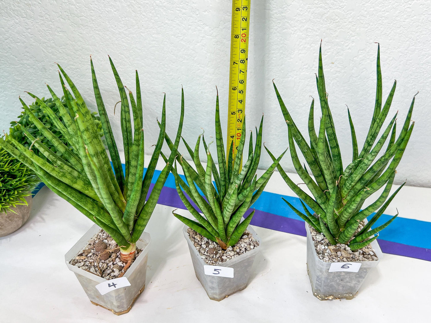 Sansevieria Blue Torch | Choose Your Own Imported Plants