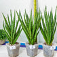 Sansevieria Blue Torch | Choose Your Own Imported Plants