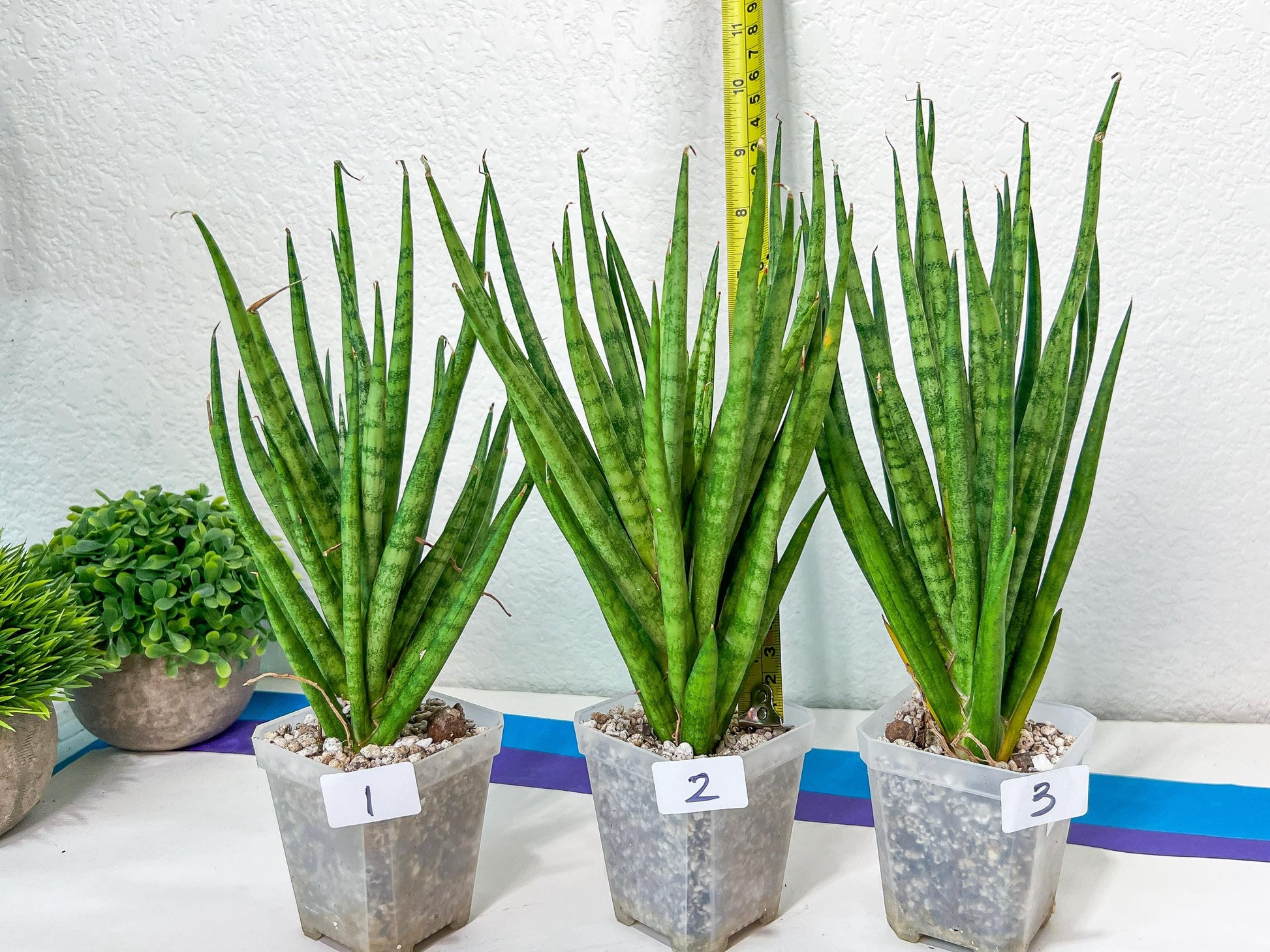 Sansevieria Blue Torch | Choose Your Own Imported Plants