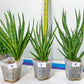 Sansevieria Blue Torch | Choose Your Own Imported Plants