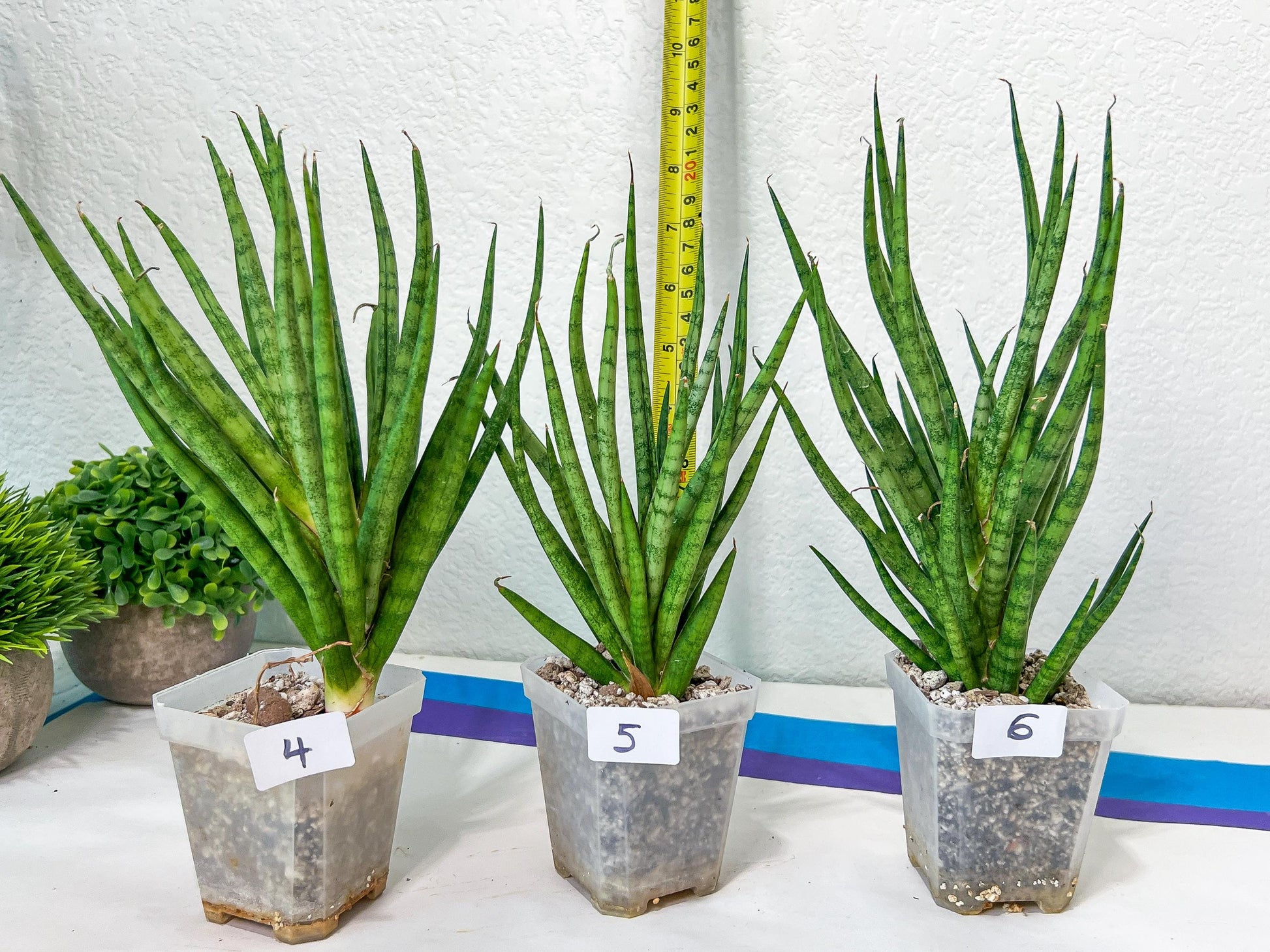 Sansevieria Blue Torch | Choose Your Own Imported Plants