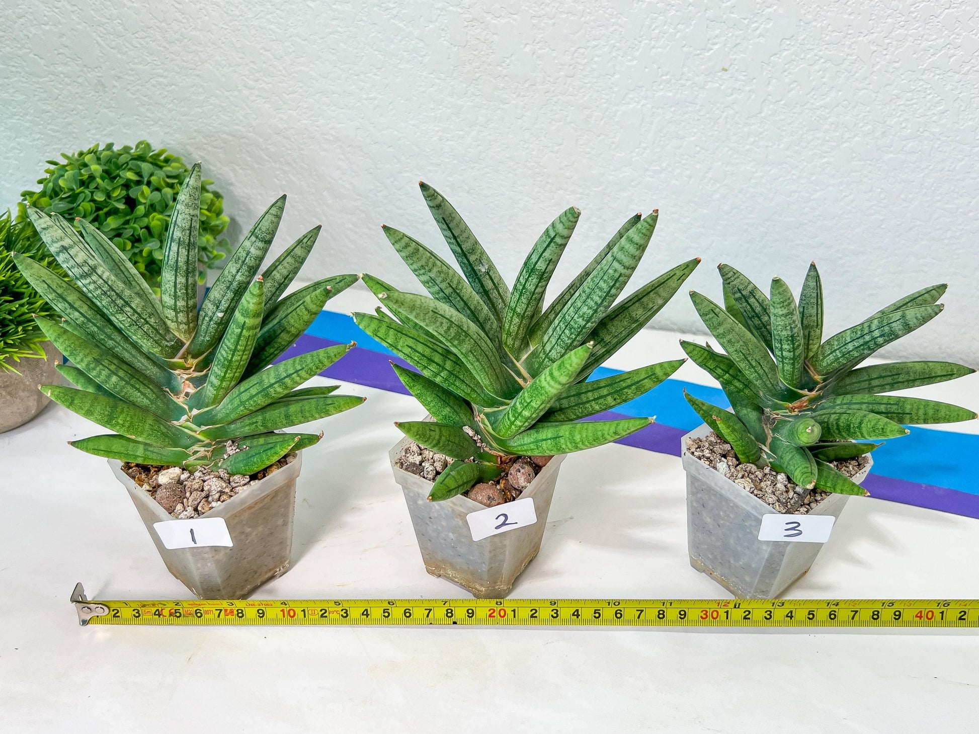 Sansevieria Argento Meloni | Pick Your Own Rare Plants