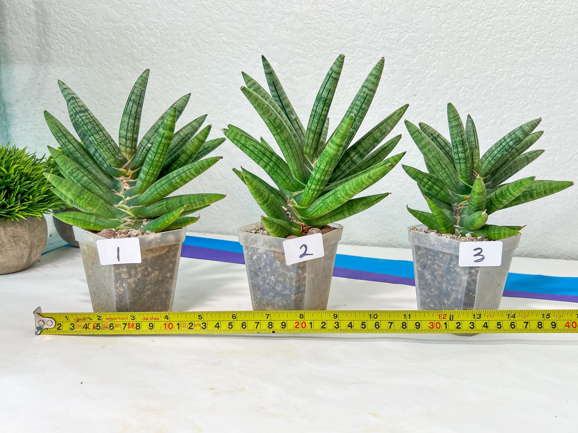 Sansevieria Argento Meloni | Pick Your Own Rare Plants