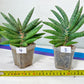 Sansevieria Argento Meloni | Pick Your Own Rare Plants