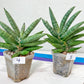 Sansevieria Argento Meloni | Pick Your Own Rare Plants