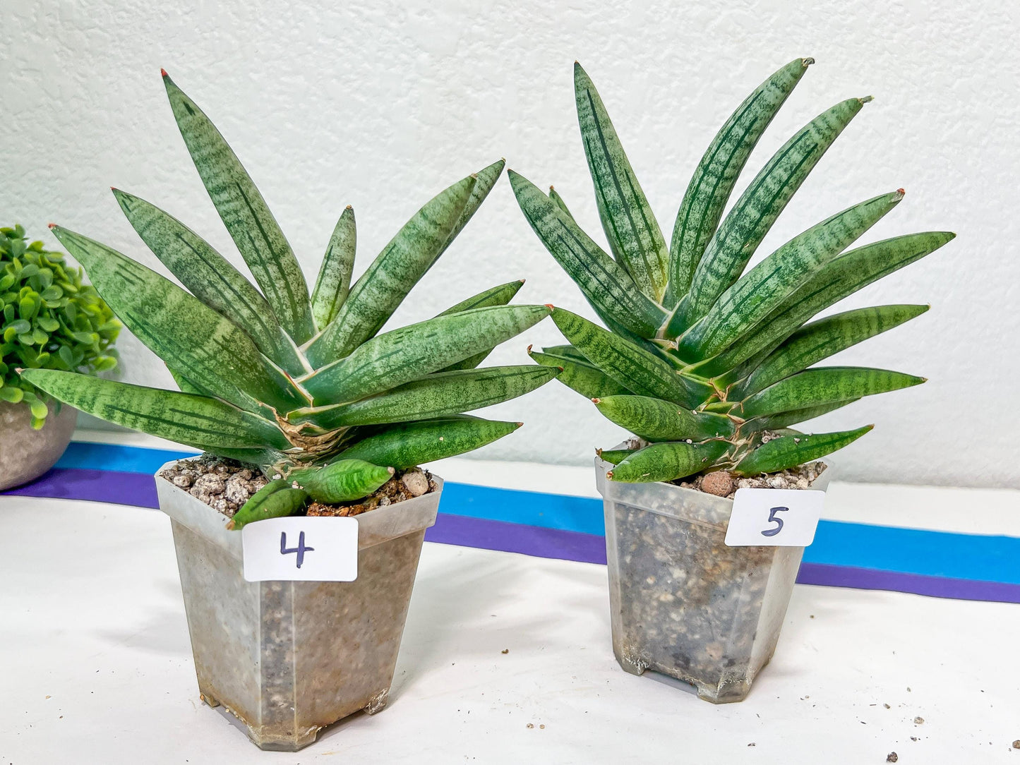 Sansevieria Argento Meloni | Pick Your Own Rare Plants