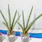 Sansevieria Pink Pen | Pick Your Own Rare Plants