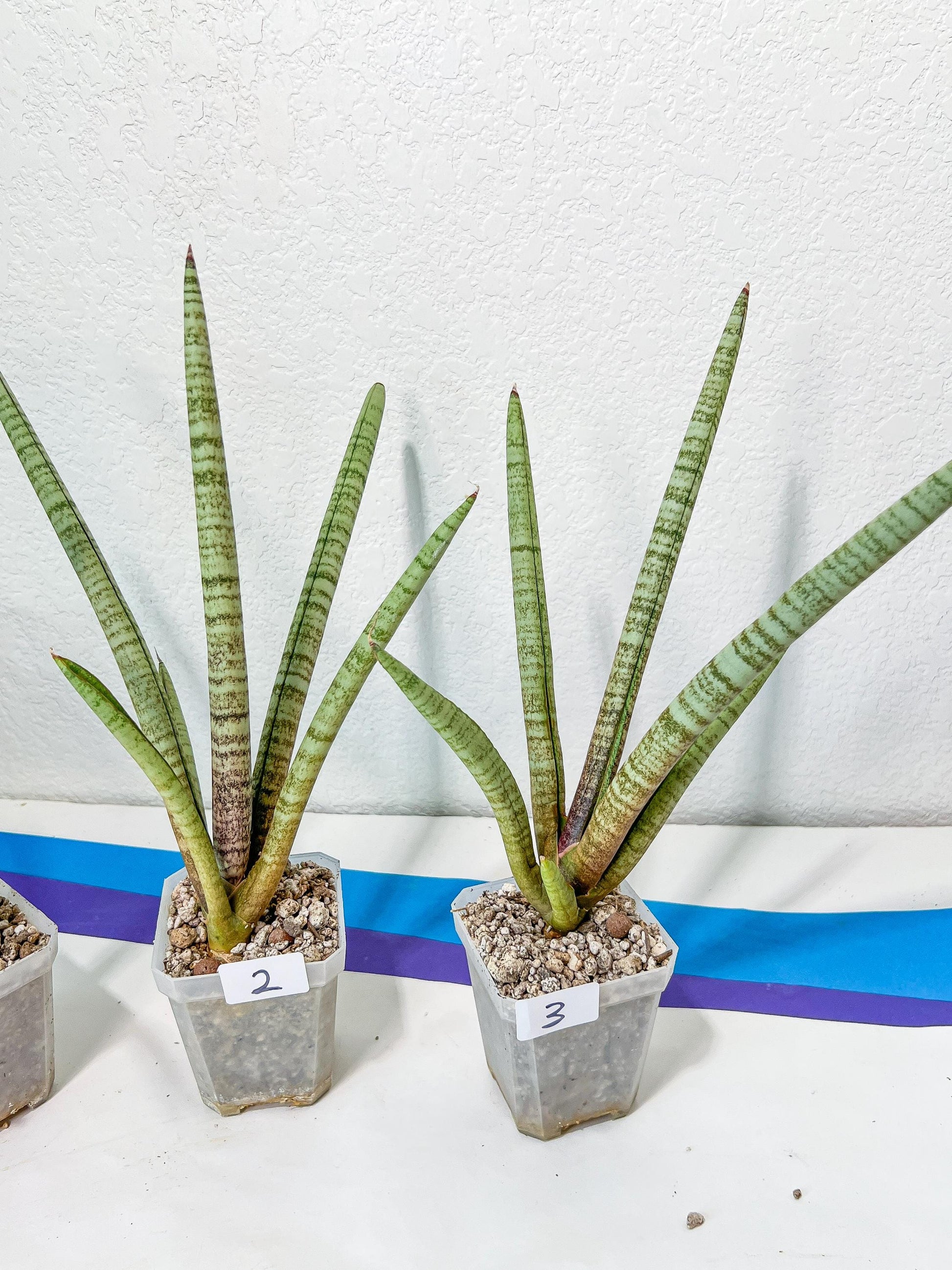 Sansevieria Pink Pen | Pick Your Own Rare Plants