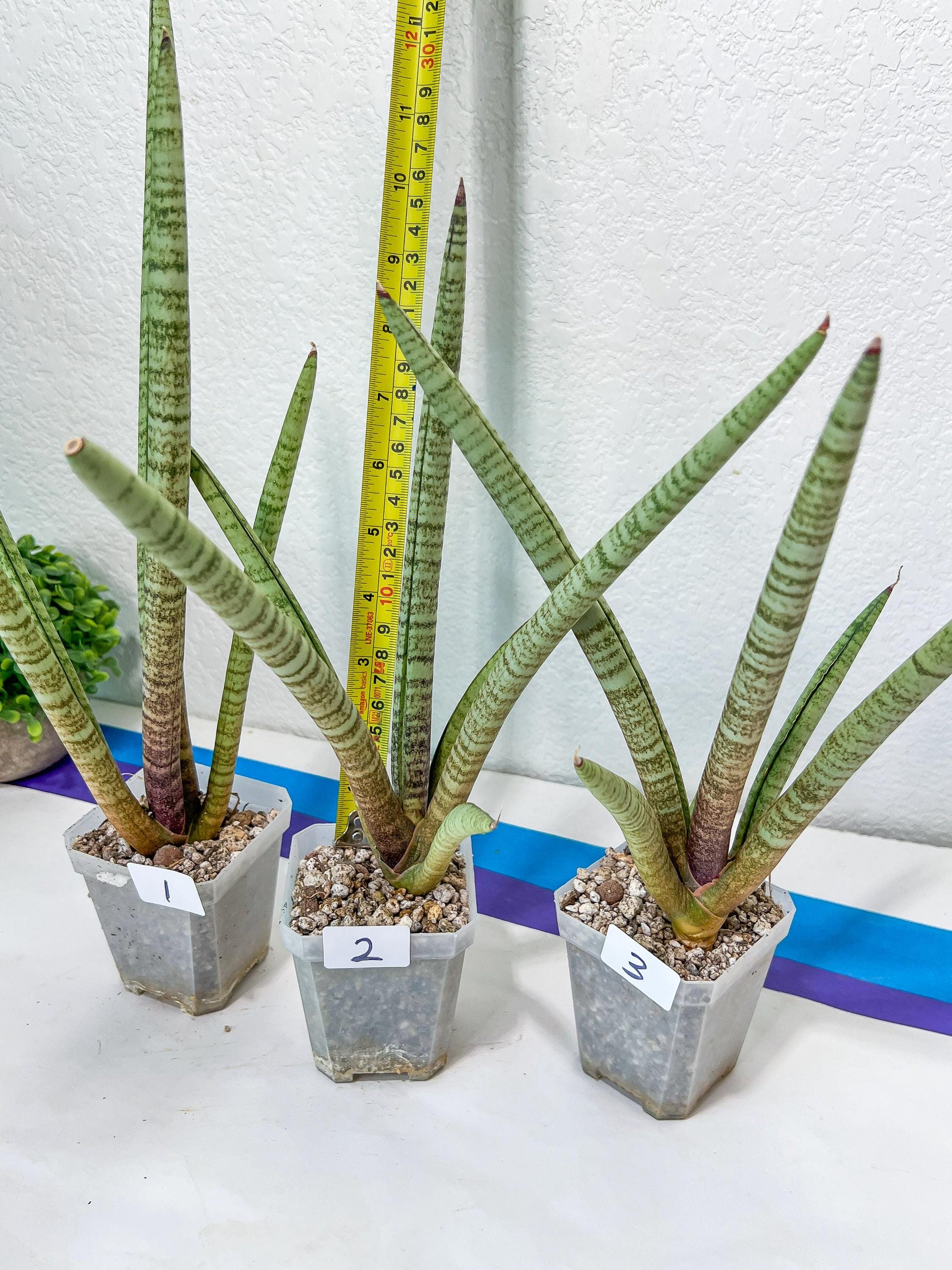 Sansevieria Pink Pen | Pick Your Own Rare Plants