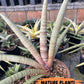 Sansevieria Pink Pen | Pick Your Own Rare Plants