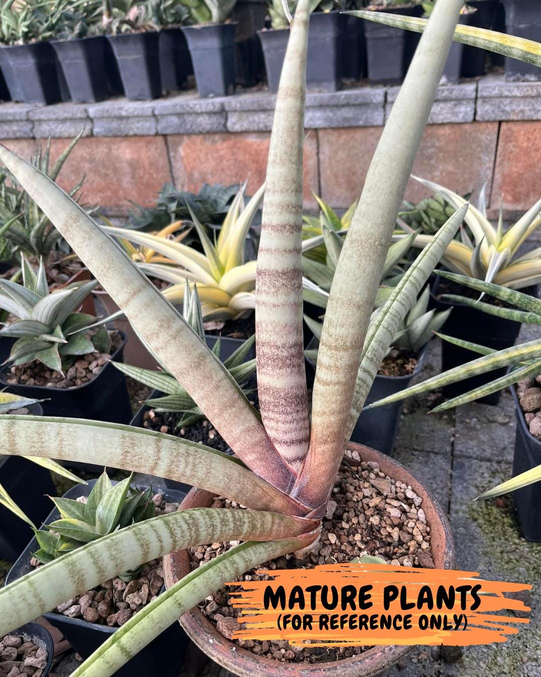 Sansevieria Pink Pen | Pick Your Own Rare Plants