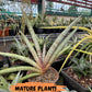 Sansevieria Pink Pen (#B2.2) | Impoted Hybirds