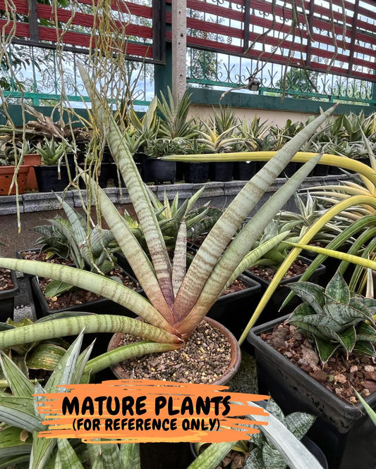 Sansevieria Pink Pen (#B2.2) | Impoted Hybirds