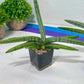 Sansevieria Akuola Ocha (#RA2) | New Imported Plants | 2" Pot