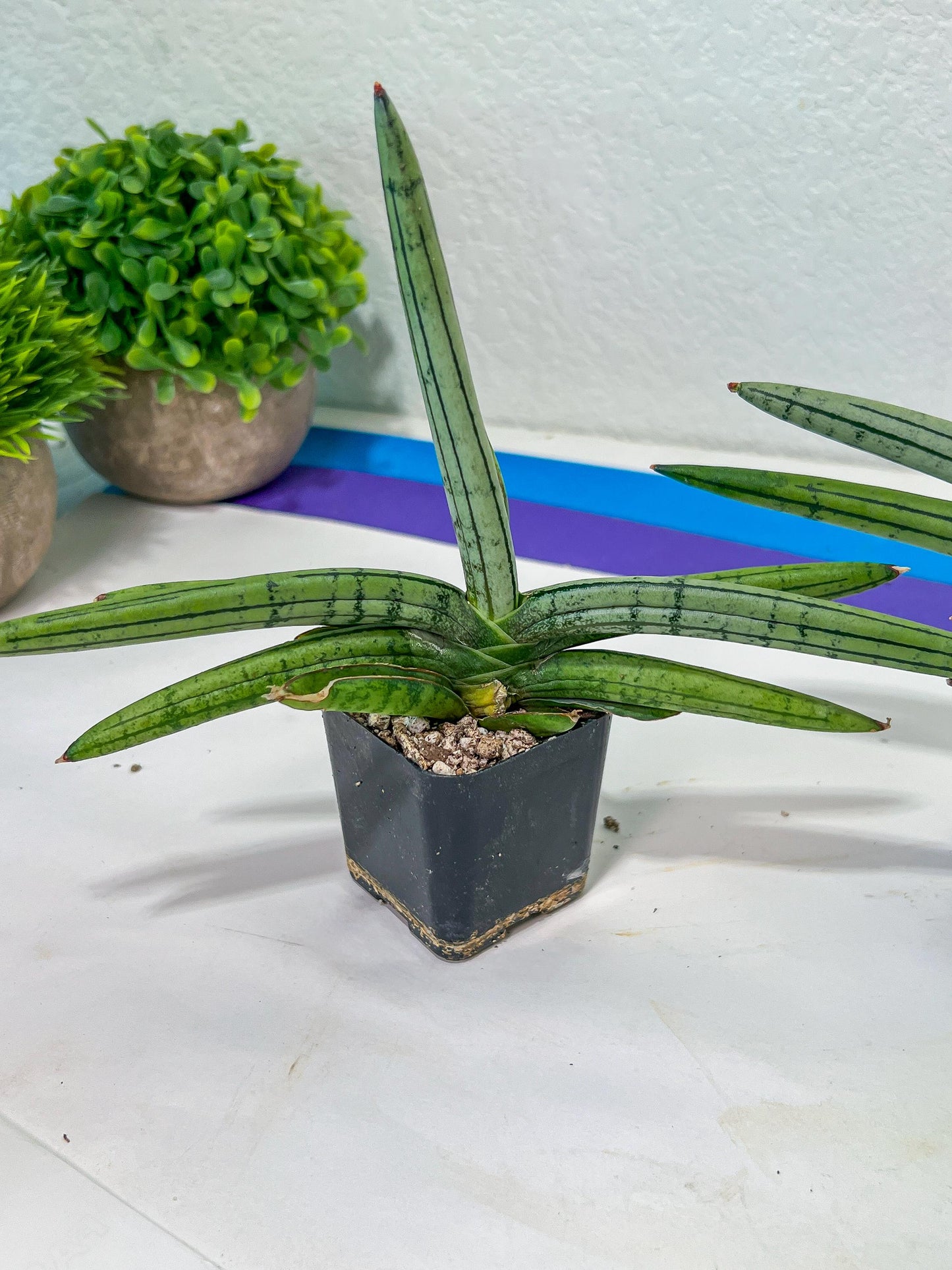 Sansevieria Akuola Ocha (#RA2) | New Imported Plants | 2" Pot