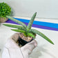 Sansevieria Akuola Ocha (#RA2) | New Imported Plants | 2" Pot