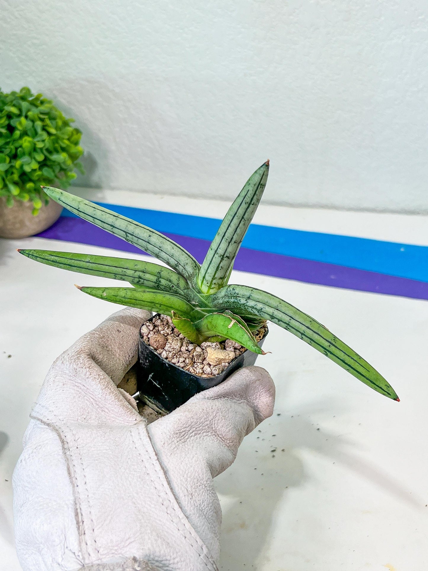 Sansevieria Akuola Ocha (#RA2) | New Imported Plants | 2" Pot