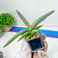 Sansevieria Akuola Ocha (#RA2) | New Imported Plants | 2" Pot