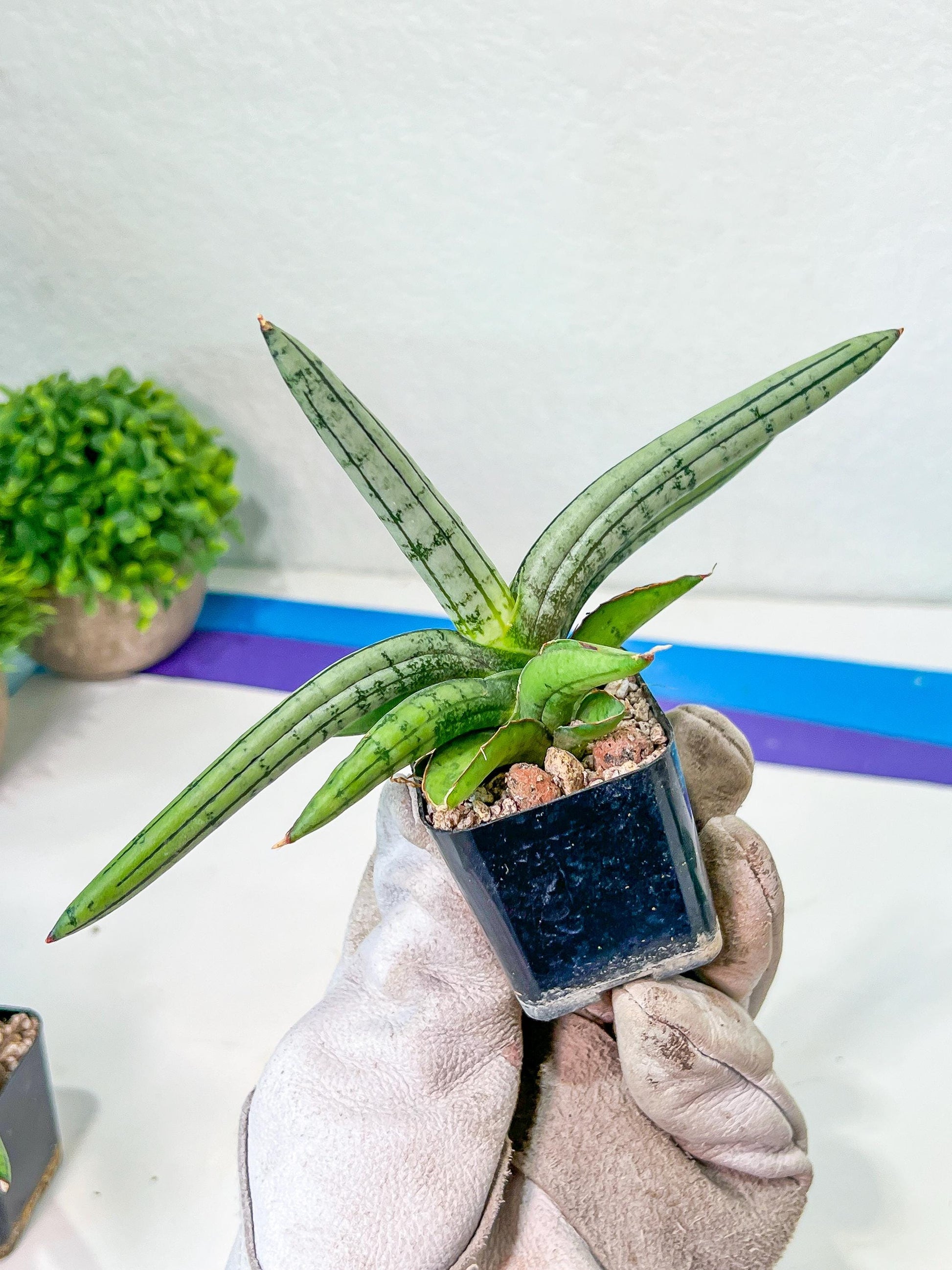 Sansevieria Akuola Ocha (#RA2) | New Imported Plants | 2" Pot