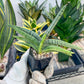 Sansevieria Akuola Ocha (#RA2) | New Imported Plants | 2" Pot