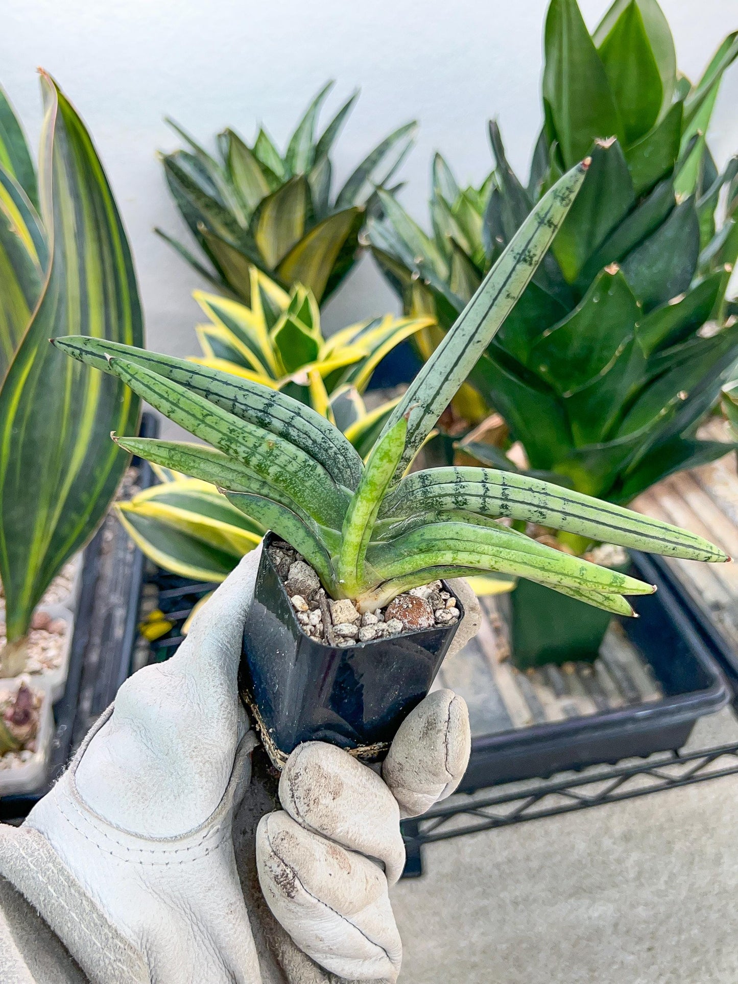 Sansevieria Akuola Ocha (#RA2) | New Imported Plants | 2" Pot