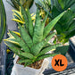 Sansevieria RockMan (#RA8) | Imported Snake plant