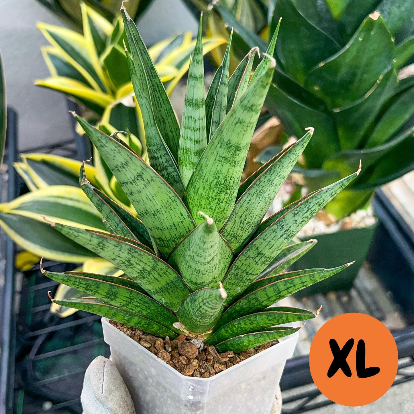 Sansevieria RockMan (#RA8) | Imported Snake plant